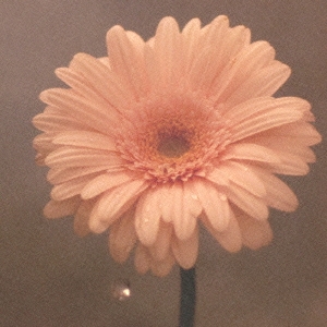 Image for 4580325311808-m