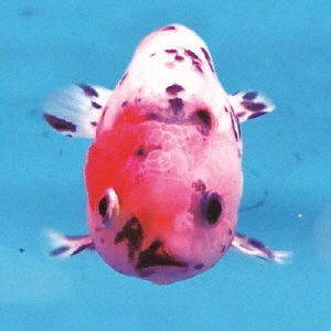 Image for 4582237491111-m