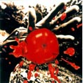 Image for 4988002417629-m