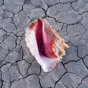 Image for 4988031241615-m